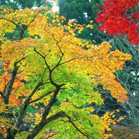 Autumn Trees