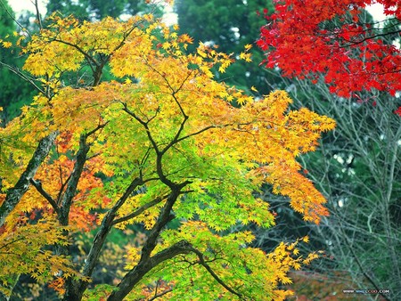 Autumn Trees - trees, autumn colours