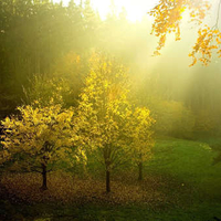 Sunlit trees