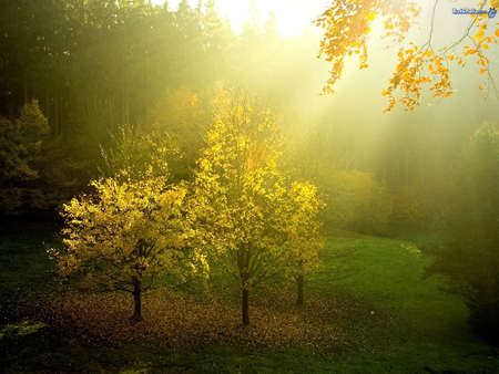 Sunlit trees - sunbeams, golden leaves, trees, misty