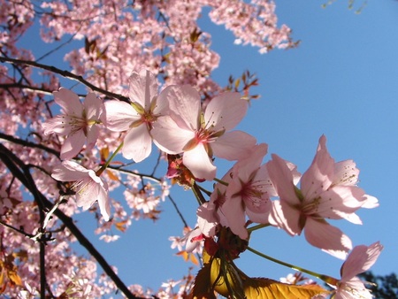 Spring Blossoms - flowers, pink blossoms, tree