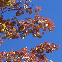 Aspens In November