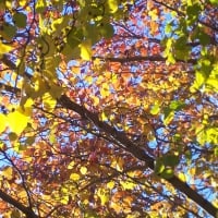 A Rainbow of Aspen Leaves