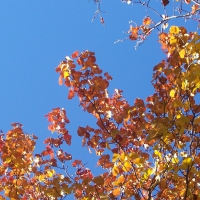 Autumn Aspens