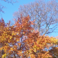 Aspen Afternoon in Autumn