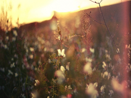 Morning sun - sunlight, field of flowers, nature, sky