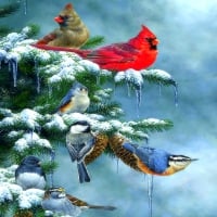 â˜…Christmas Cardinalsâ˜…