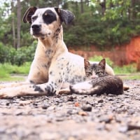 Cat and dog