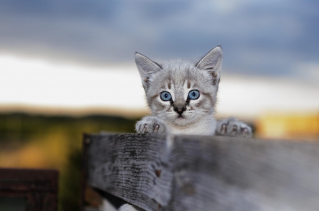 Cat - sleepy, cute, beautiful, cat, sleeping, kitty, cats, hat, cat face, paws, face, animals, pretty, beauty, sweet, kitten, lovely