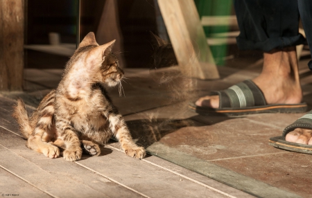 Cat - sleepy, cute, beautiful, cat, sleeping, kitty, cats, hat, cat face, paws, face, animals, pretty, beauty, sweet, kitten, lovely