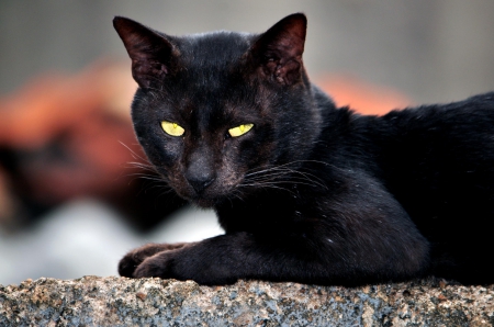 Cat - sleepy, cute, beautiful, cat, sleeping, kitty, cats, hat, cat face, paws, face, animals, pretty, beauty, sweet, kitten, lovely