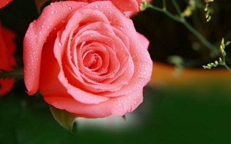 Beautiful rose - flowers, petals, rose, bloom