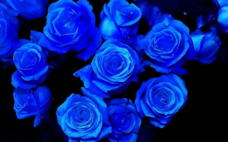 Blue roses - flowers, roses, petals, blue