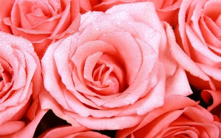 Beautiful rose - flowers, blooms, roses, petals