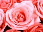 Beautiful rose