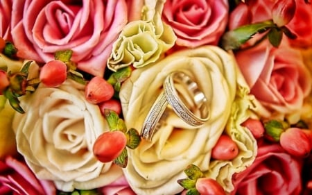 Beautiful rose - ring, flower, petals, rose