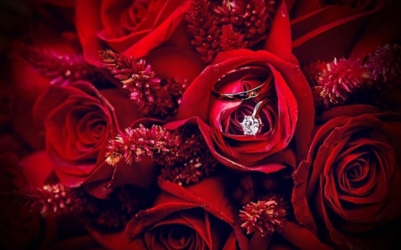 Red roses - ring, petals, flowers, red rose, blooms