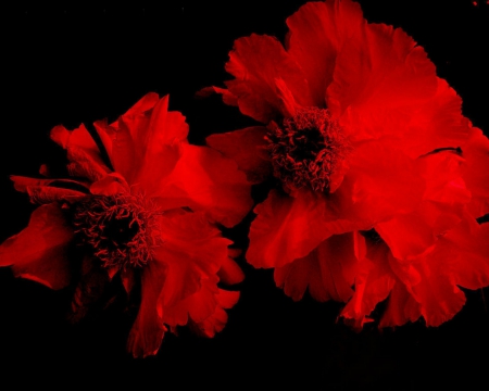 Red flowers - flowers, blooms, red, petals