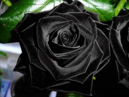 Black Rose - black, rose, flower, beautiful