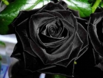 Black Rose