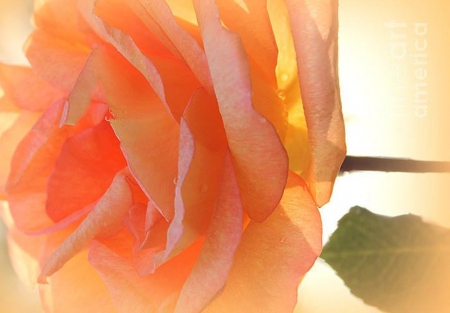 Peach Rose - flowers, beautiful, nature, rose