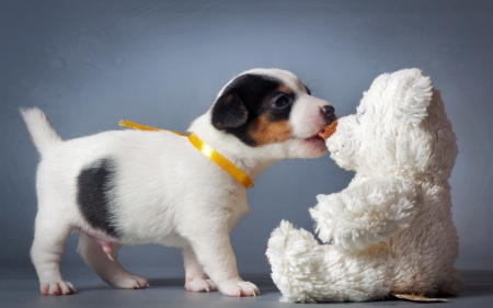 Hungry? :) - yellow, dog, toy, bear, white, animal, funny, teddy bear, cute, puppy