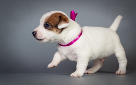 Cute puppy - animal, white, cute, puppy, pink, dog