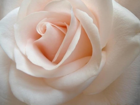 beautiful rose - nature, beauty, roses, photography, flowers