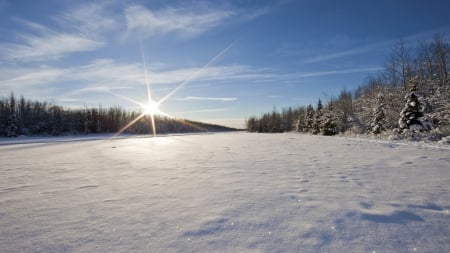 Sunny day in winter. - snowy, forest, firs, sun, blue, white, sky, light, fir, nature, snow