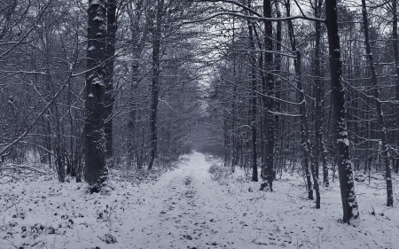 Snowy Grey Forest - winter, snowy, snow, fir, firs, forest, path, black, grey, white