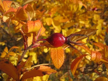 Autumn Hip - autumn, hip, yellow, red