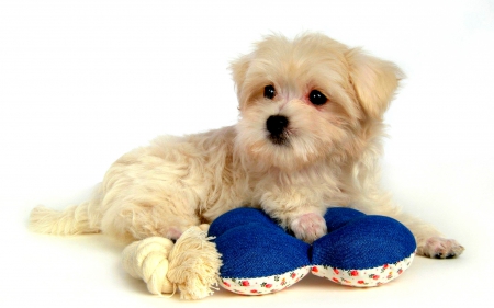 CUTE PUPPY - toy, cute, puppy, wool