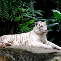WHITE TIGER