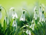 *** White snowdrops ***