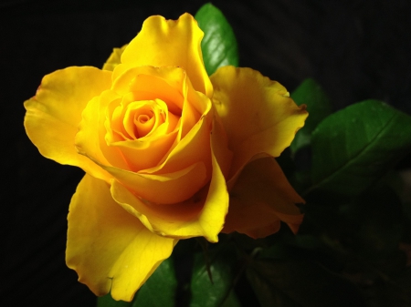 *** Yellow rose *** - flower, rose, flowers, yellow, nature