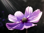 Sunlight on purple Flower!