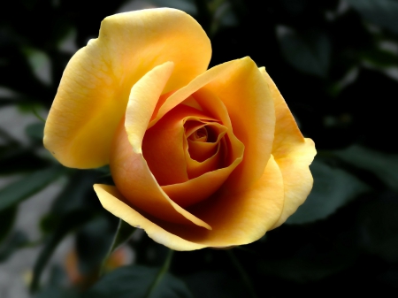 Beautiful Rose! - flowers, rose, nature, beautiful