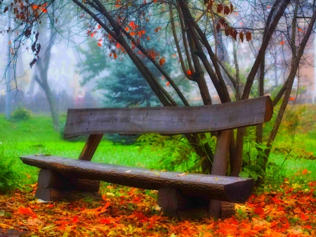 Autumn Splendor - forest, fall, autumn splendor, landscape, misty, grass, bench, autumn leaves, woods, mist, nature, autumn