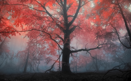 *** Autumn tree *** - fall, nature, tree, autumn