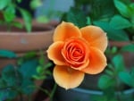 HD Orange Rose!