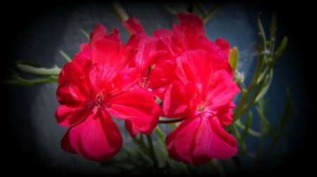 *** Red flower *** - nature, pink, begonies, flowers, flower