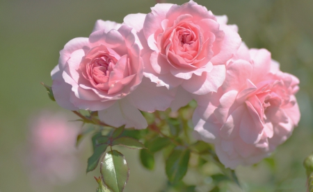 *** Pink roses *** - flower, roses, pink, flowers, nature