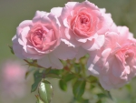 *** Pink roses ***