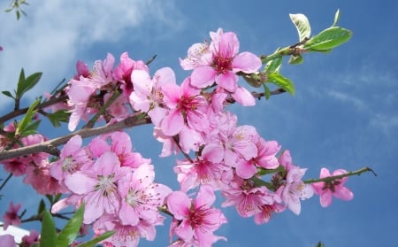 *** Flowering trees *** - flowers, trees, nature, flower, flowering