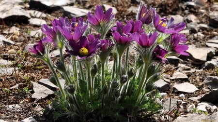 *** Purple Crocuses *** - nature, crocuses, purple, flowers, flower