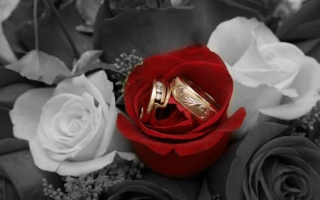 Beautiful roses - white, roses, red, flowers, ring