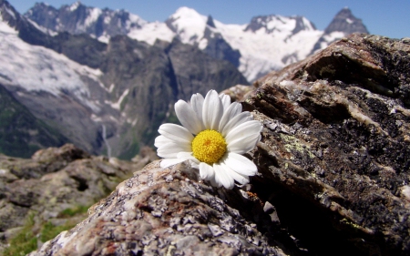 *** Daisy at the top of the mountains *** - flowers, daisie, nature, mountains, top