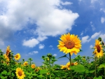 *** Sunflowers and blue sky ***