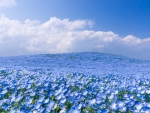 *** Field in blue ***