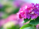 *** Pink Hydrangea ***